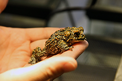 Dixie Valley toad discovered by biologists