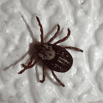 Female dermacantor tick