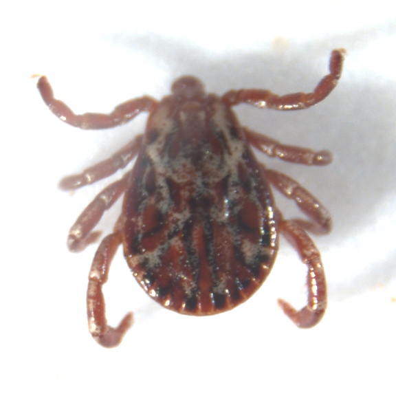 Male dermacantor tick