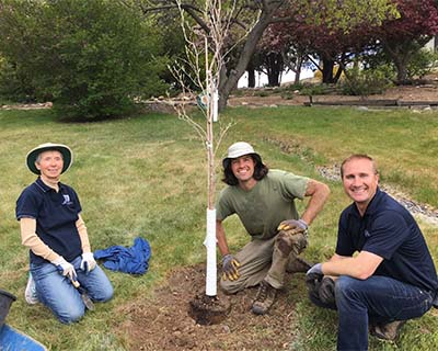 Arbor Day 2017 Tree planting Carol Ort, Christoph Weber and Marty Sillito plant a Japanese Stewartia on University of Nevada, Reno campus, Arbor Day 2017
