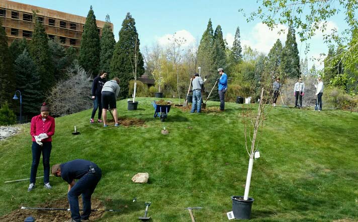 Arbor Day planting 2017 Volunteers planting trees on University of Nevada, Reno campus for Arbor Day 2017