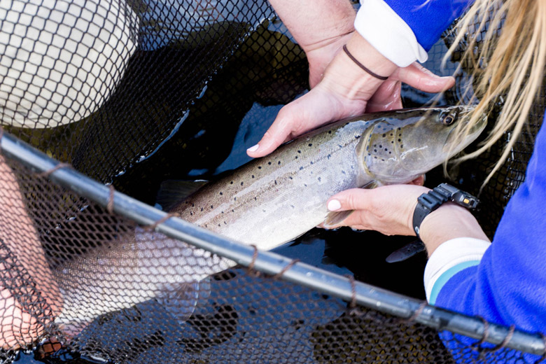 UNR researcher holds a taimen in a fishing net