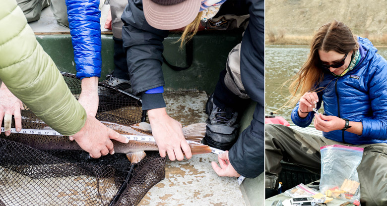 Lanie Galland measures a taimen and collects a piece of its fin.