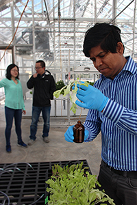 Kamol with hydroponic lettuce