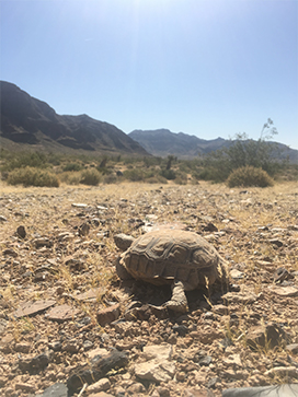 Tortoise in desert