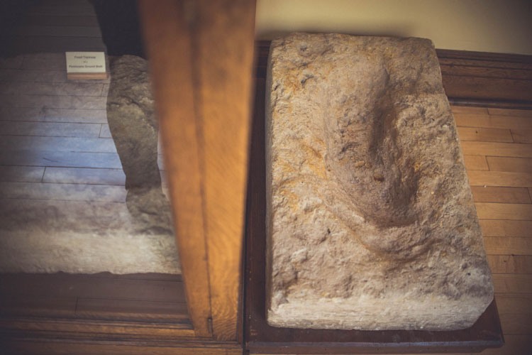 giant sloth fossils close-up