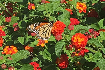 Monarch feeding on red flower