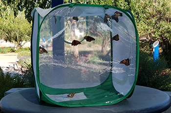 Butterflies in net box