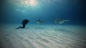 Zeb Hogan swims with Hammerhead Sharks