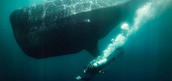 Zeb Hogan swins with giant Whale Shark in Sea of Cortez