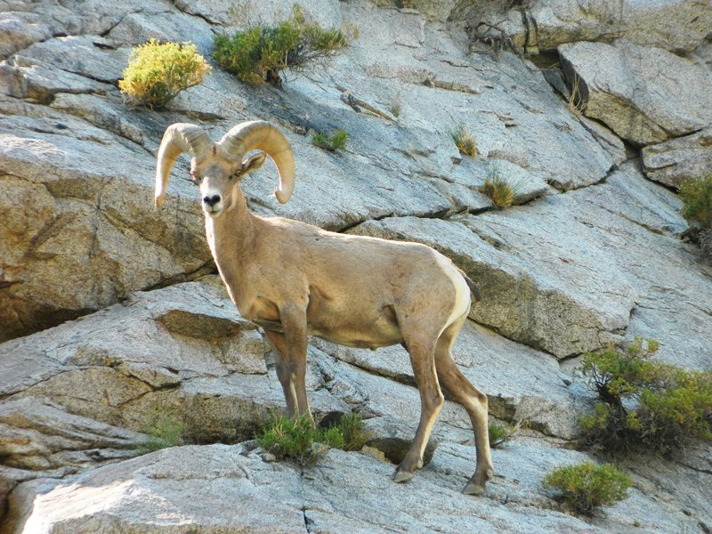 A bighorn sheep in front of granite and brush at Mt. Grant