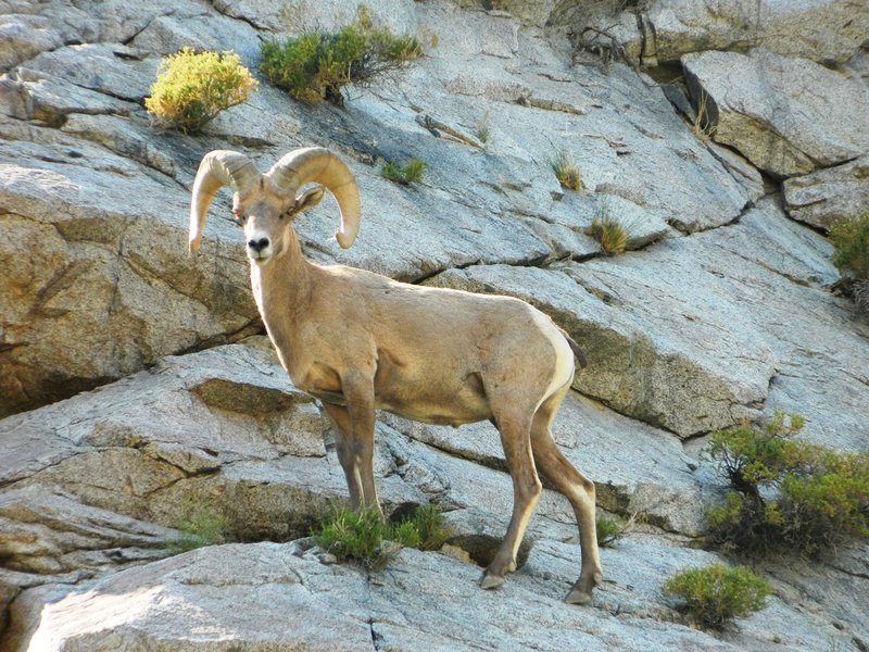 A bighorn sheep in front of granite and brush at Mt. Grant
