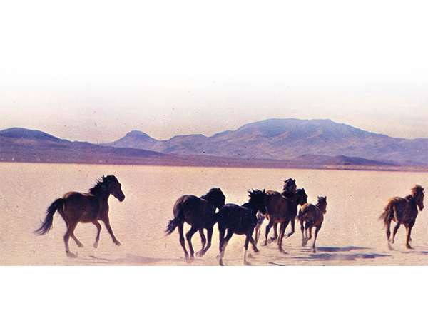 Horses running across the Nevada Desert