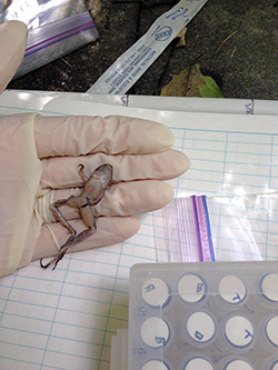 diseased amphibian in Panama
