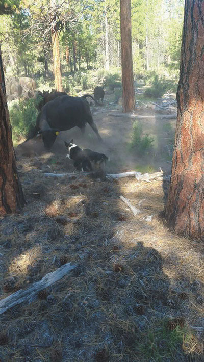 A dog helps with livestock management in the forest