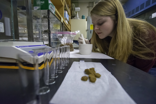 Adriel in the lab processing pet food samples to test for toxic mercury. Photo by Robert Moore.