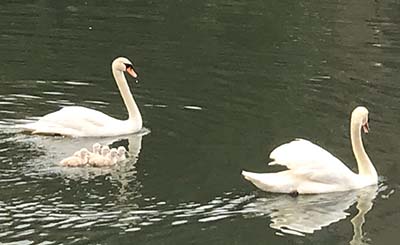 Swans and cygnets on Manzanita Lake