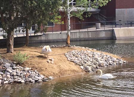 Swan Island and swans