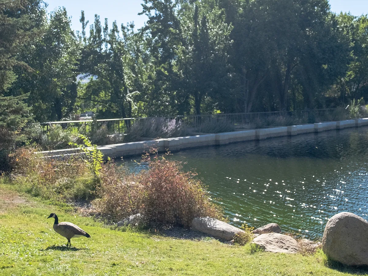 The concrete tram separates Manzanita Lake from the grassy, tree-lined Manzanita Bowl on the University of Nevada, Reno campus.