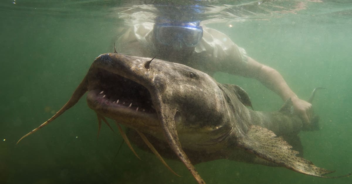 A diver wearing googles swims behind a Giant Coonch catfish that has big fins and large teeth.
