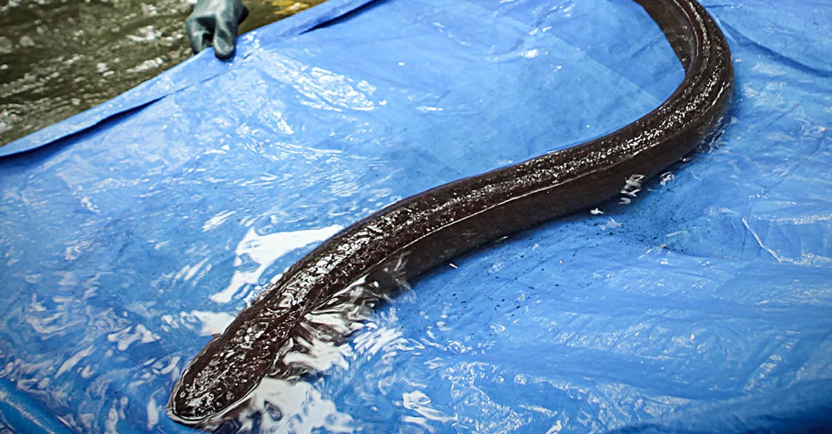 A giant electric eel is pictured on a blue tarp filled with a pool of water.