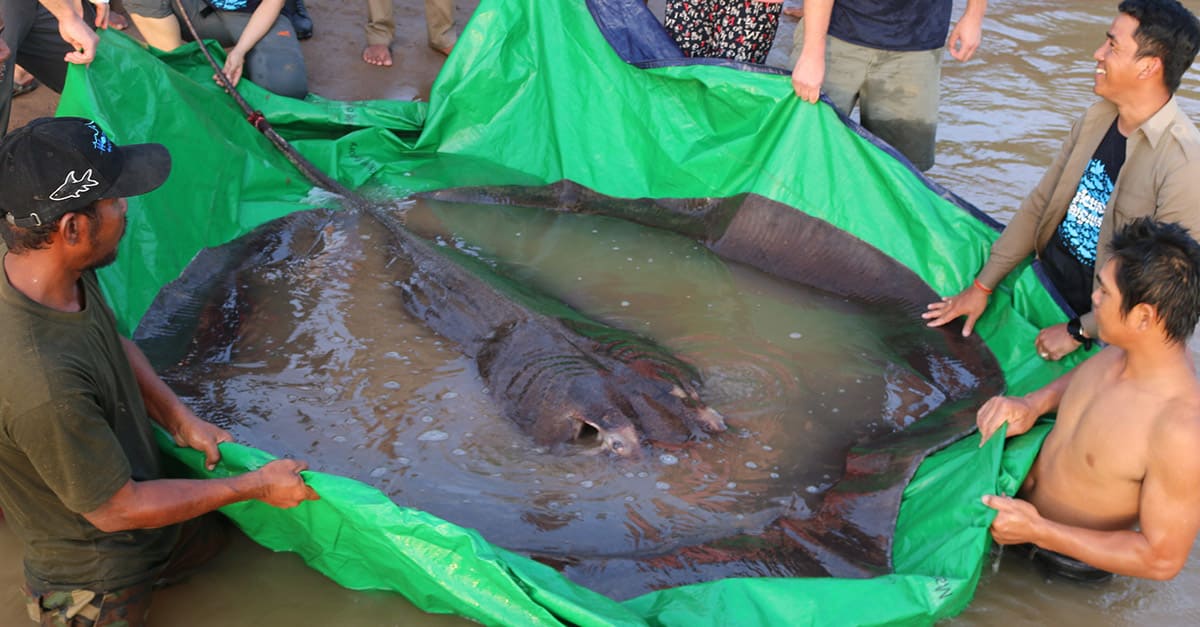 The massive 661-pound freshwater giant stingray is seen floating on a green tarp.