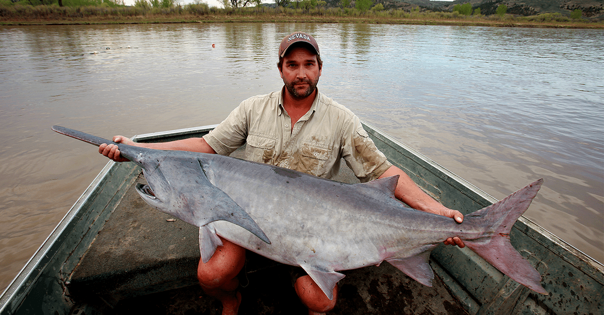 Zeb Hogan sits in a boat and holds a 75-pound American Paddlefish.