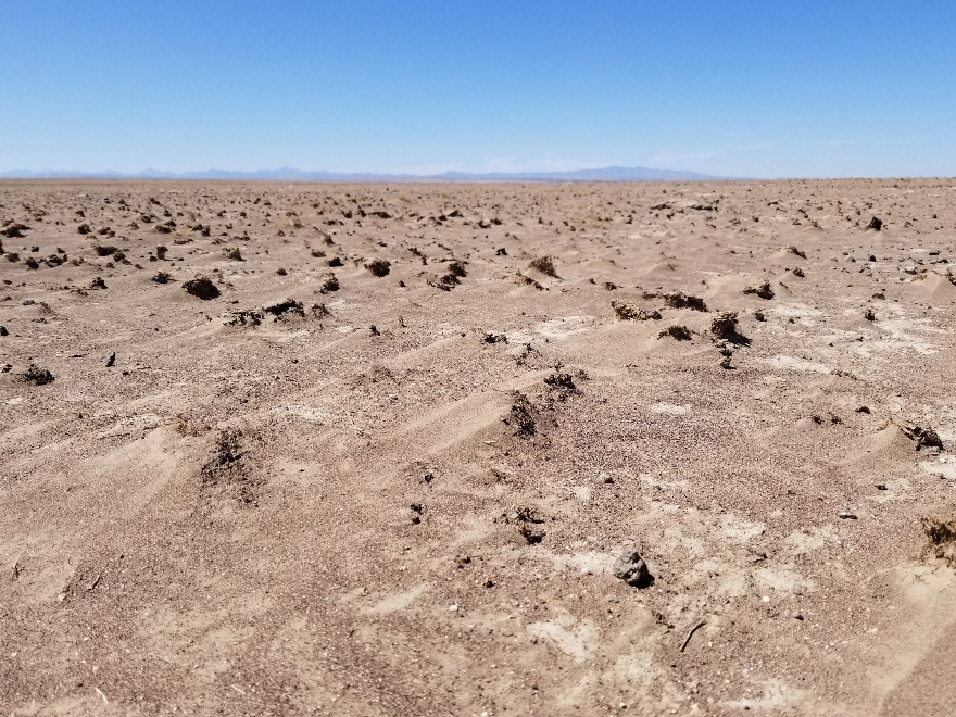 Desert landscape with weeds.