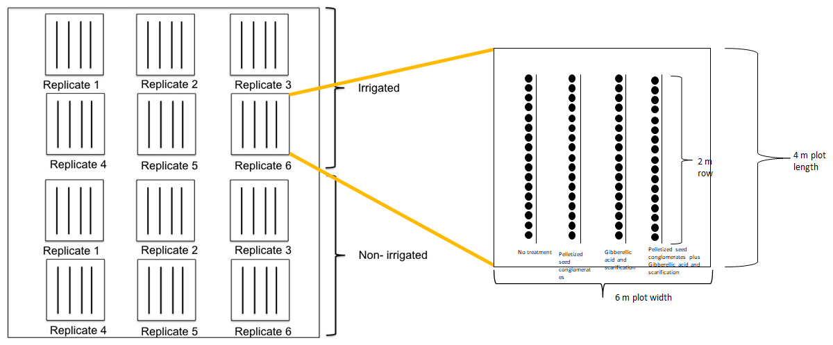 A visualization of a plot design and an inner look at the replicates that are contained within it.