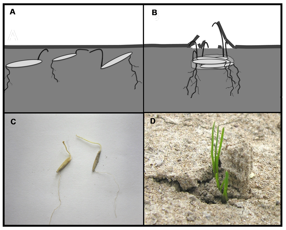 Stages of seedlings growth.