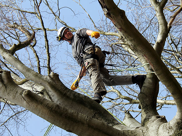 grad student climbing a tree