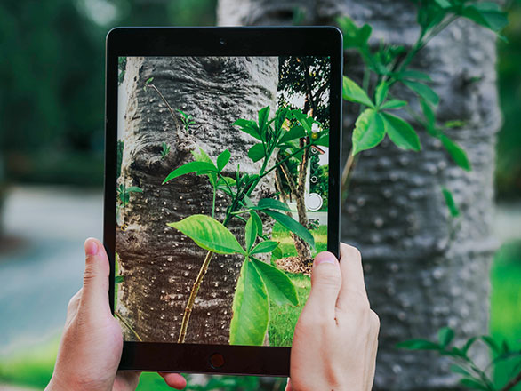 using tablet to ID trees
