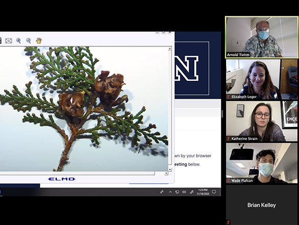 Screenshot of an online class lecture held via Zoom. The teacher is leaning towards his camera as he presents his screen, which features a green shrub-like plant specimin. Students faces frame the scene.