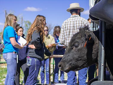 livstock class