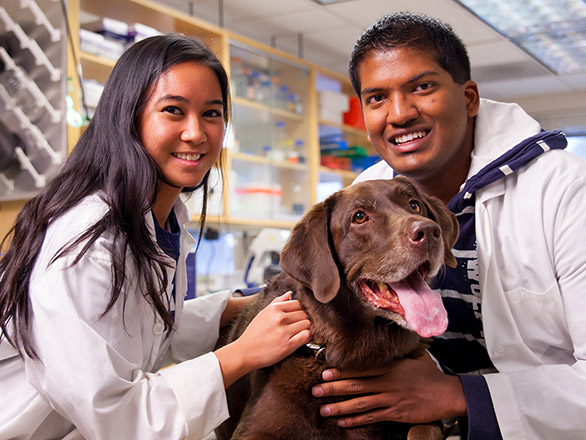 phd study in veterinary