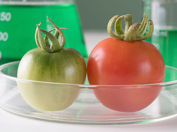 tomatoes in petri plate