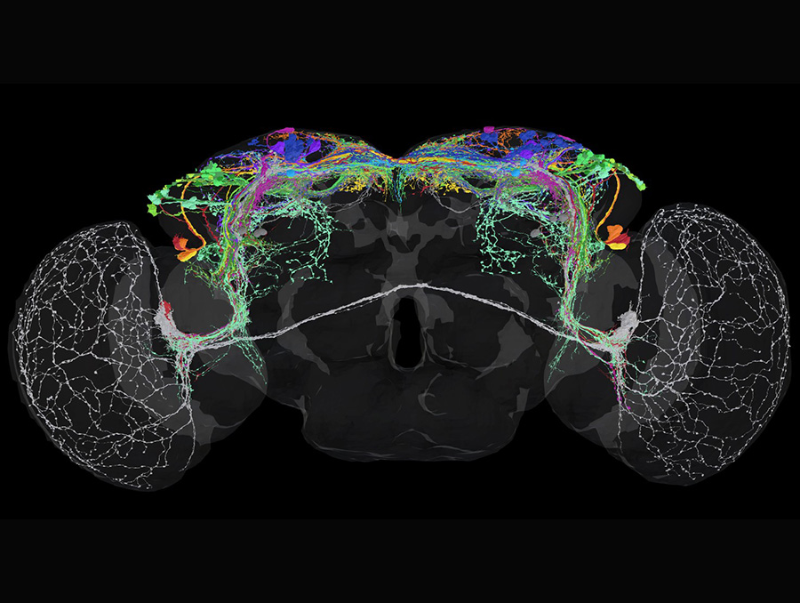 scan of fruit fly brain