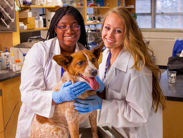 Vet Students