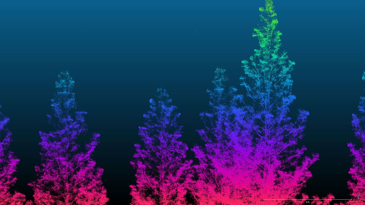 laser scan of trees with trees looking rainbow-colored