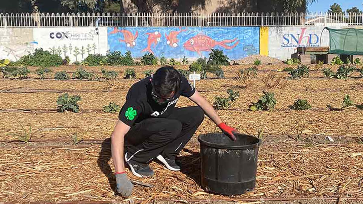 Youth wearing a face mask and garden gloves crouches down in a wood-mulched vegetable garden, holding a black bucket. Colorful murals are in the background.