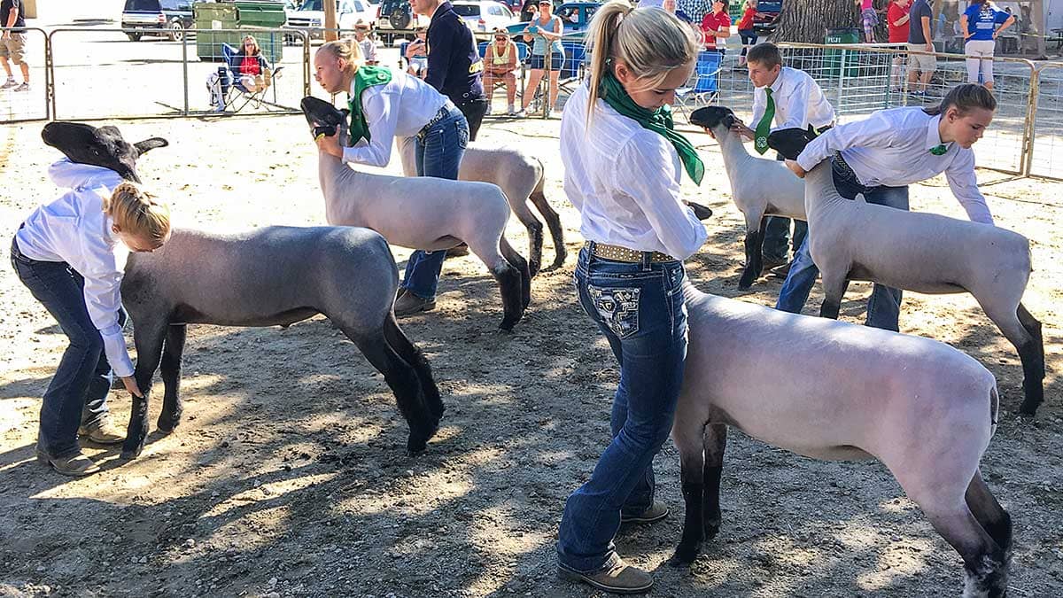 4-H youth showing lambs at fair