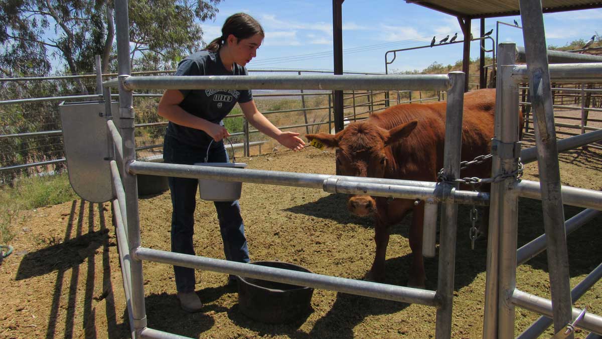 4-H girl feeding her cow