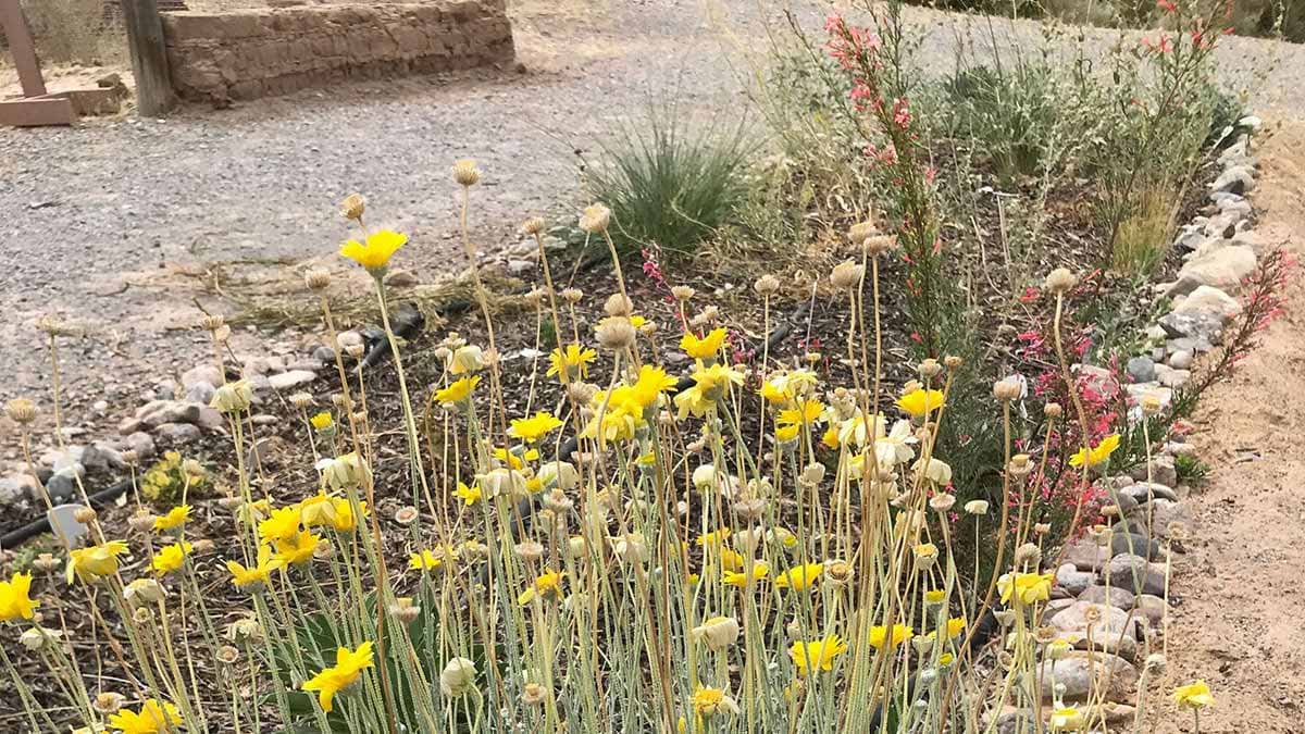 Baileya desert marigold