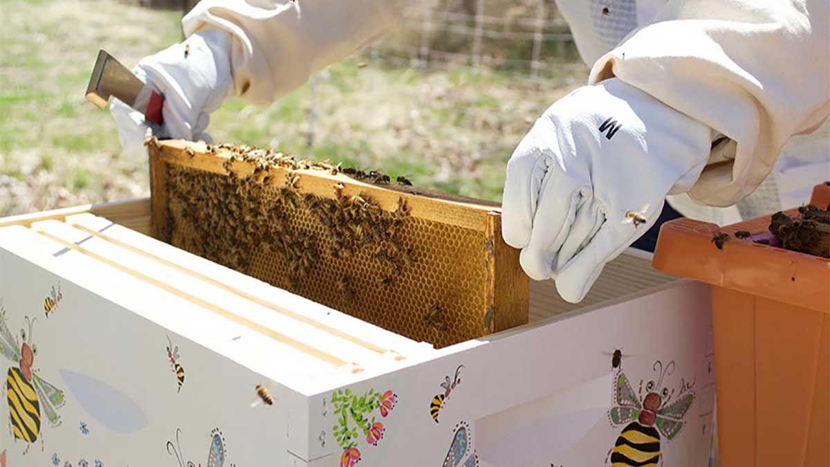 A beekeeper, clad in white protective gear, carefully tends to a colorfully-decorated beehive of honey bees.