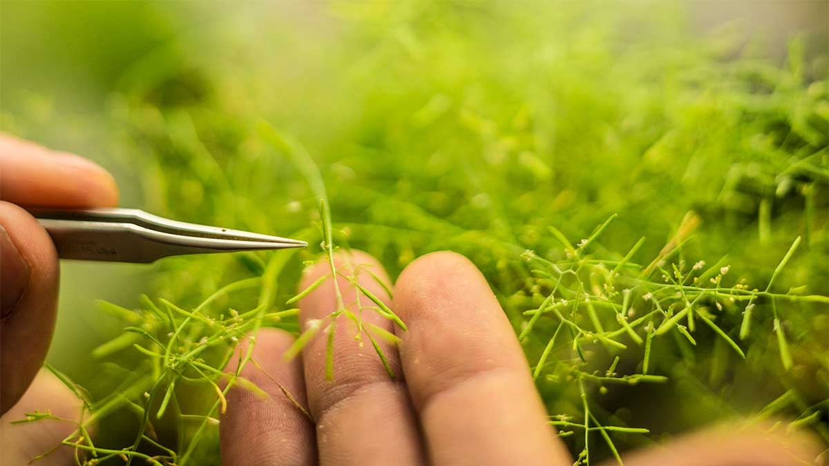 hands holding tweezers to camelina plant