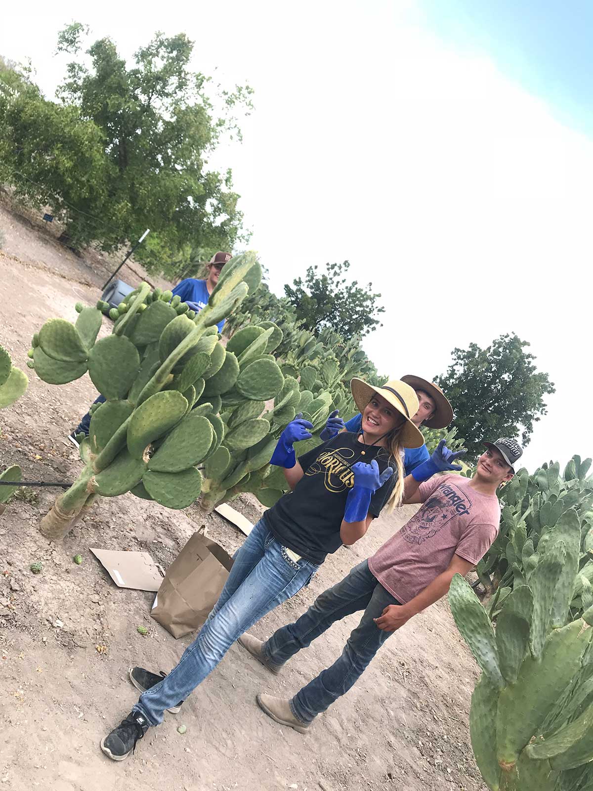 People harvesting prickly pear fruit