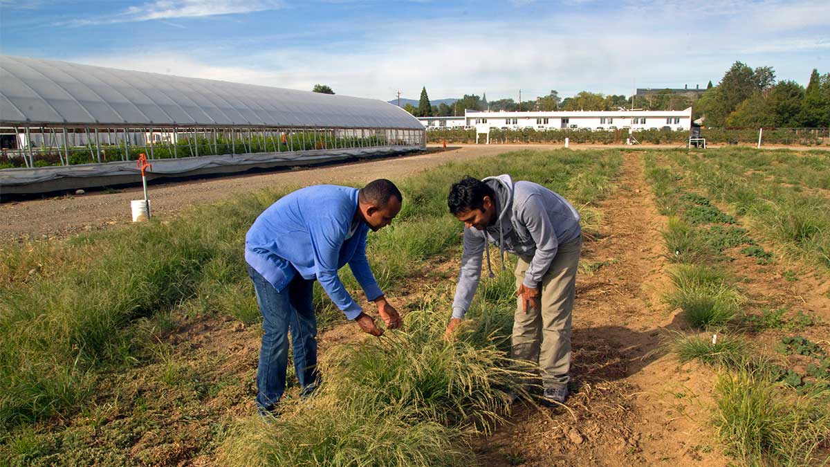 Two men in a field of teff bent over to examine one of the grasses