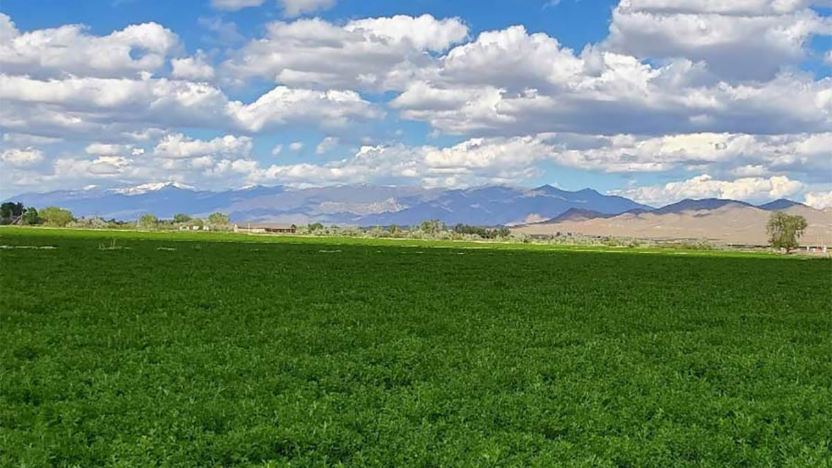 An alfalfa crop field.