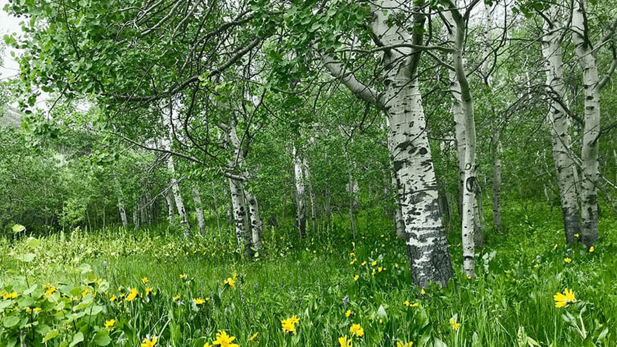 Aspen trees in a North American forest.