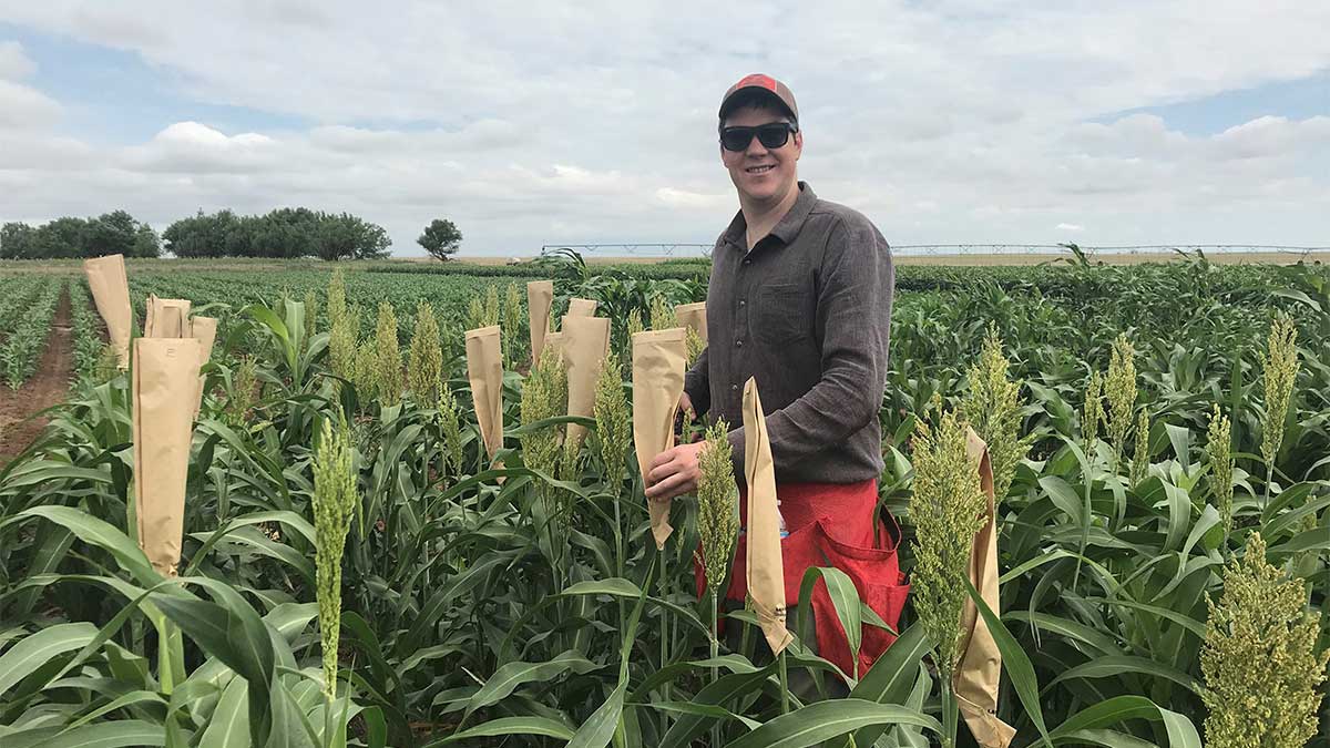 Graduate Student John Baggett standing in a field of sorghum stalks